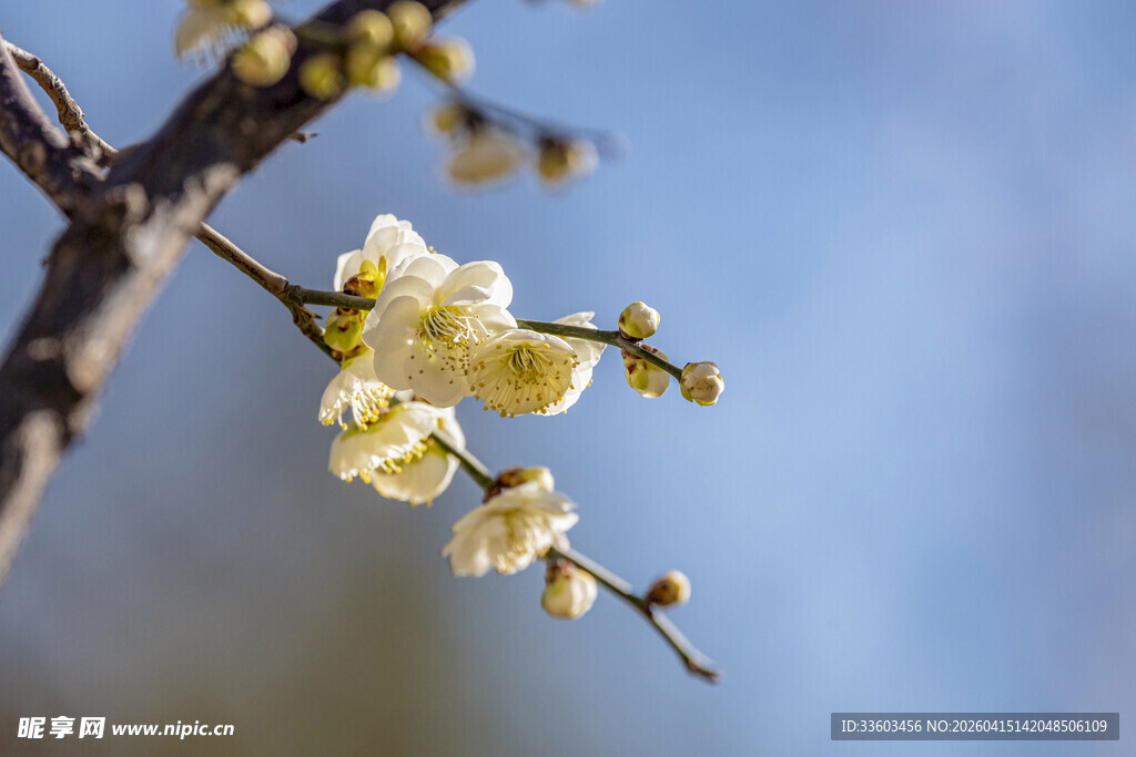 枝头绽放的素雅白梅花