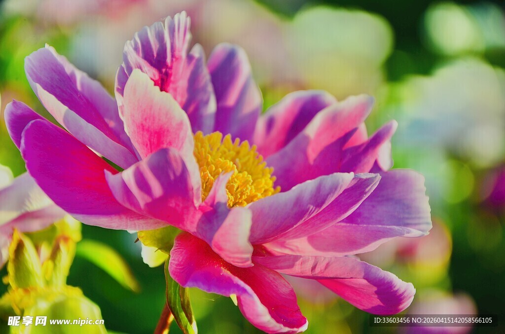 娇艳盛开的多彩芍药花