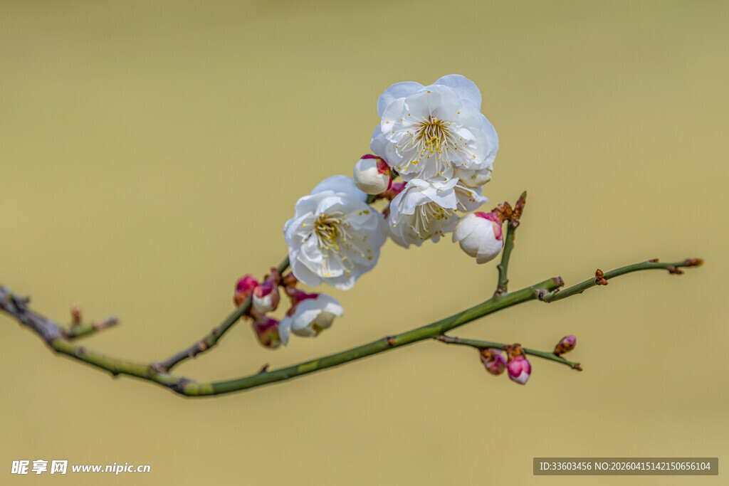 白梅绽放枝头