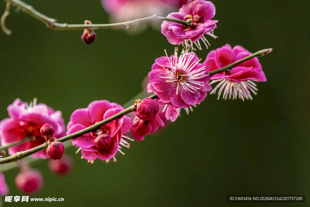 娇艳绽放的粉色梅花枝