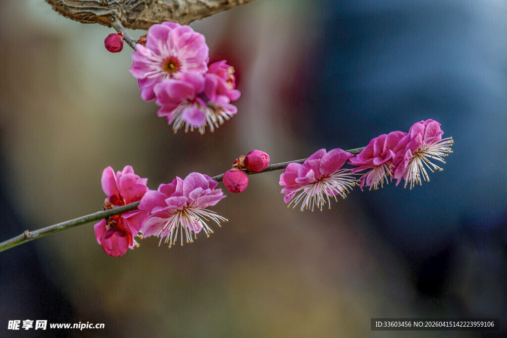 娇艳粉梅枝头绽放
