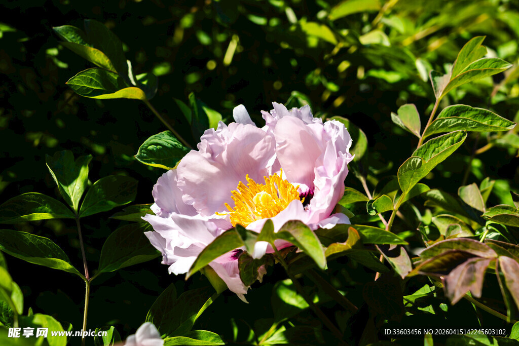 粉色绽放的娇艳牡丹花