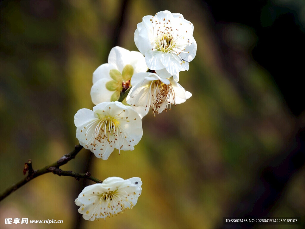 枝头绽放的洁白梅花