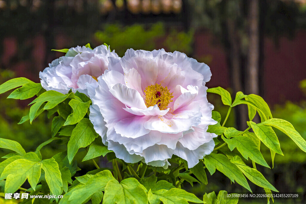 娇艳盛开的粉白色牡丹花