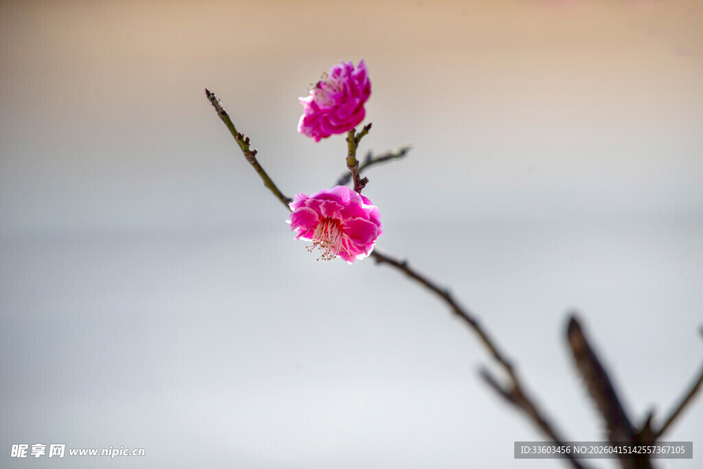 一枝娇艳红梅绽放