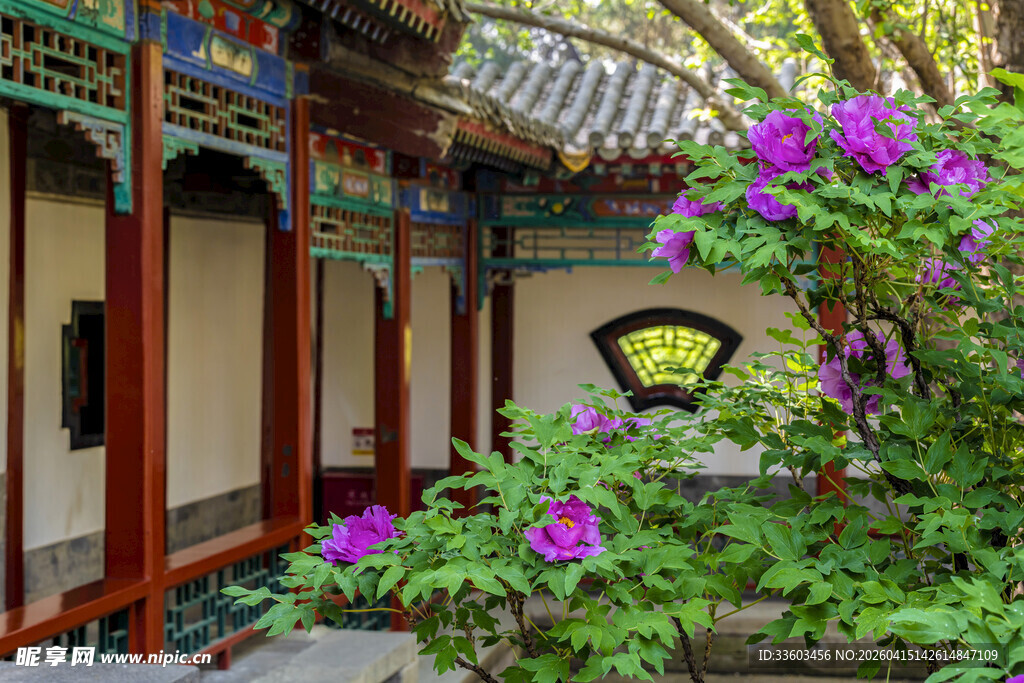 中式庭院繁花点缀一角