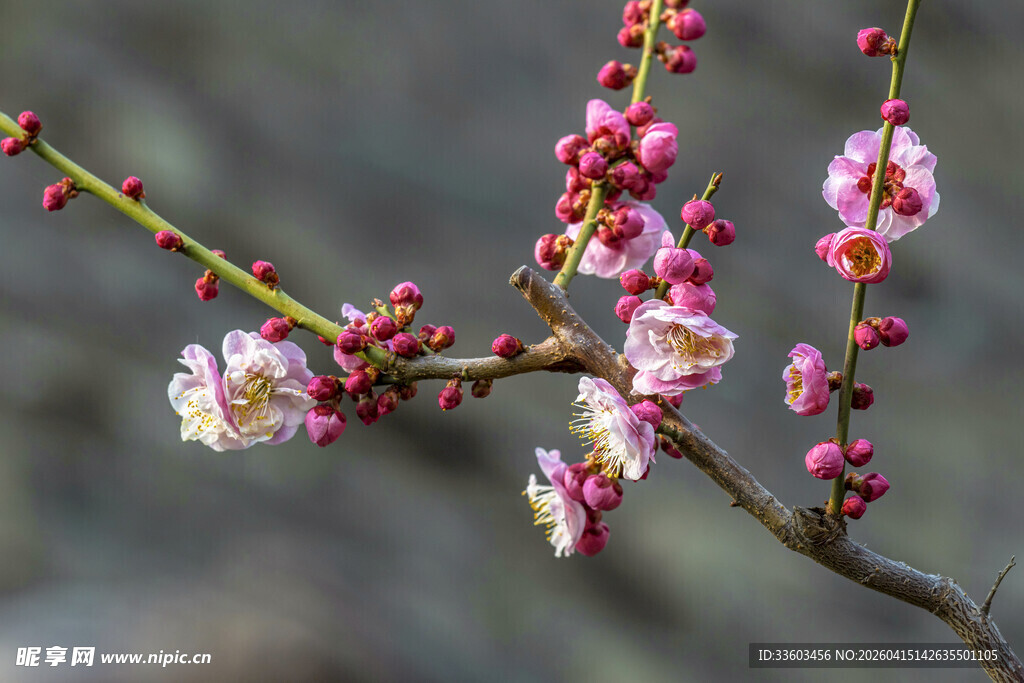 枝头绽放的粉嫩梅花