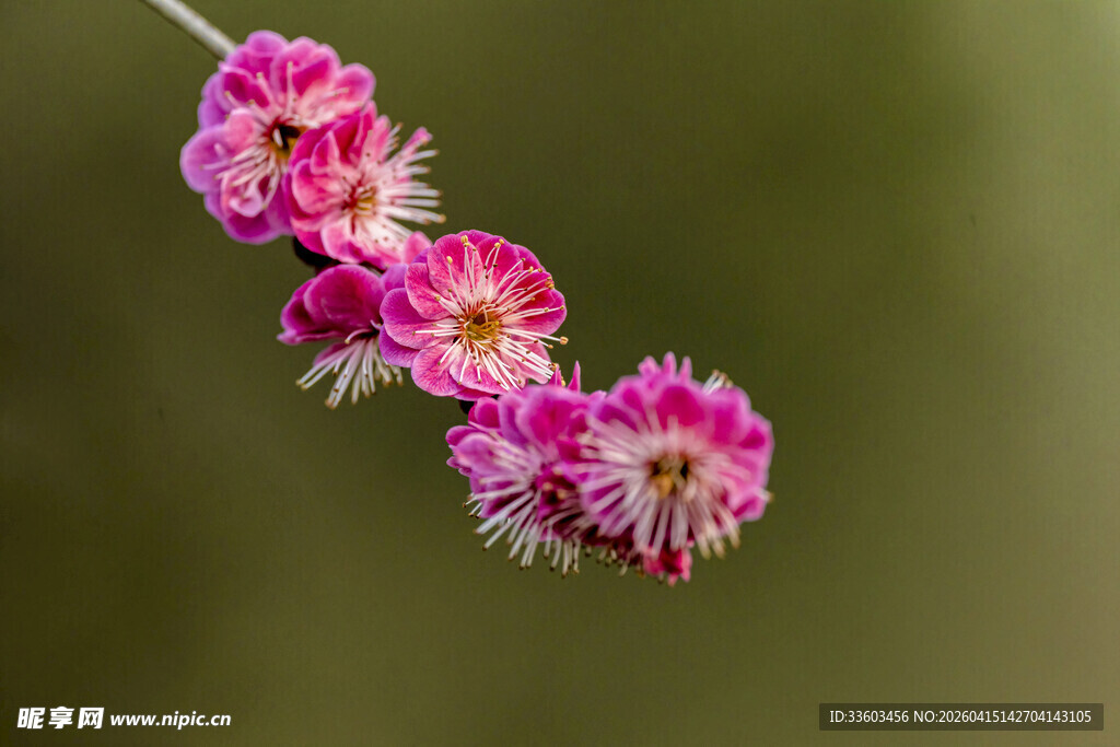 粉色娇艳花枝特写