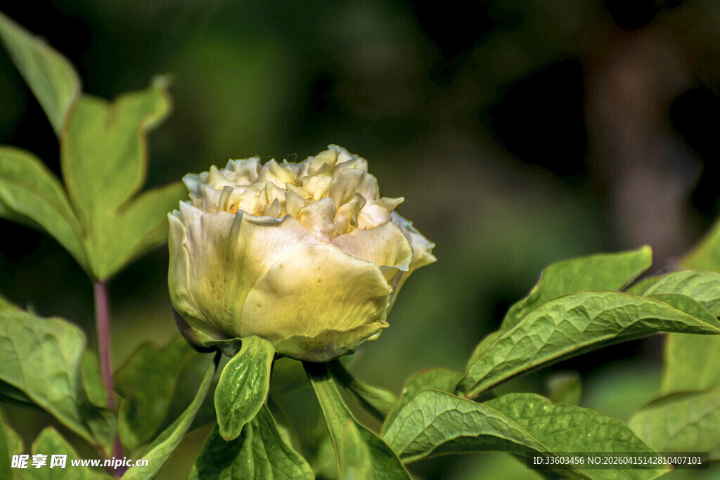 含苞待放的黄牡丹
