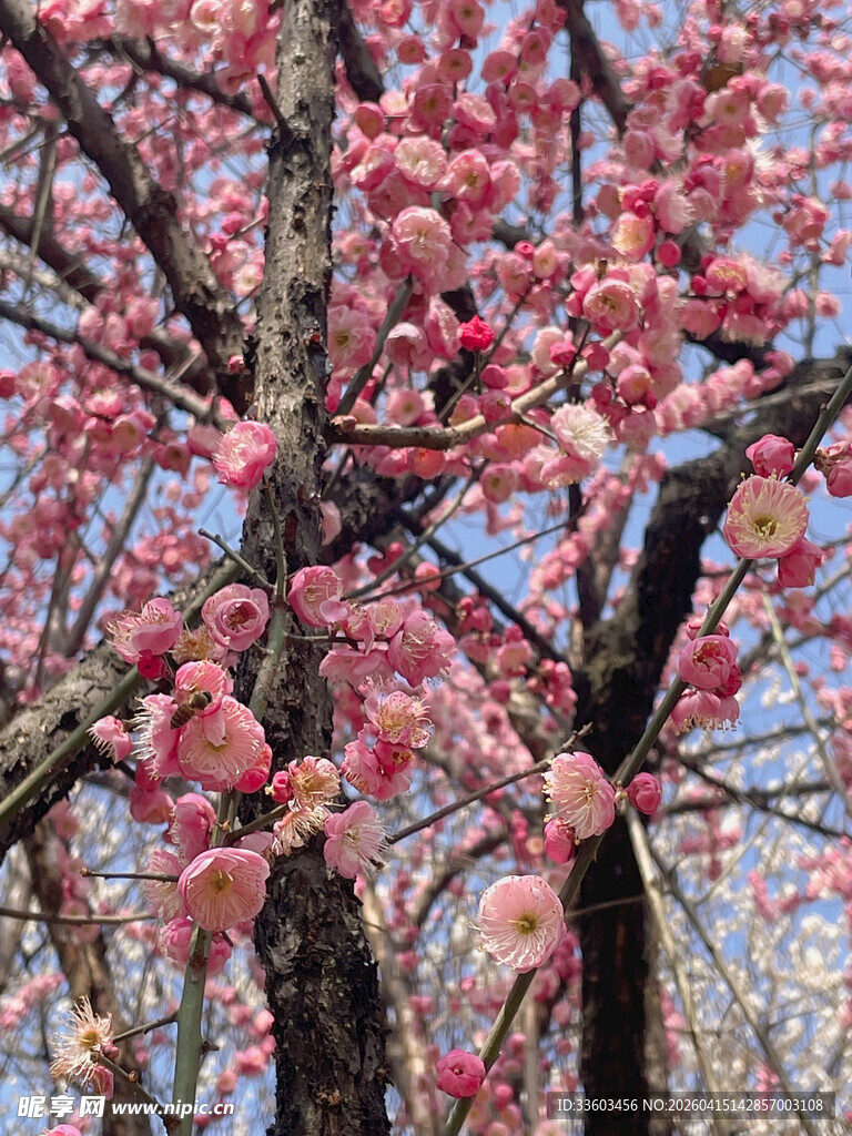 枝头绽放的艳丽粉色花朵