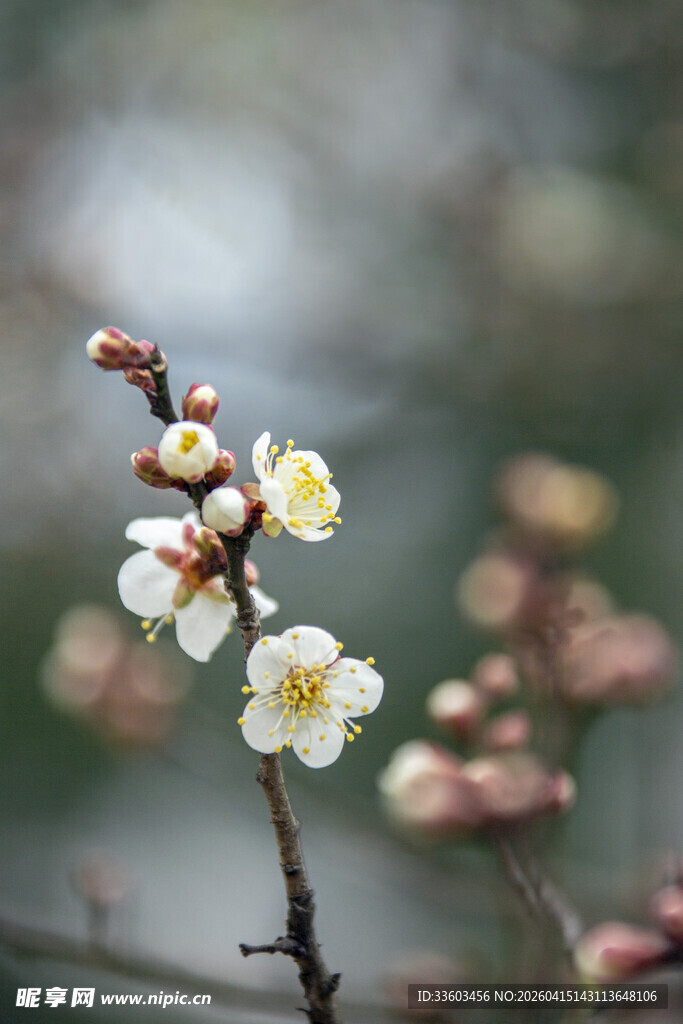 枝头绽放的素雅白梅花