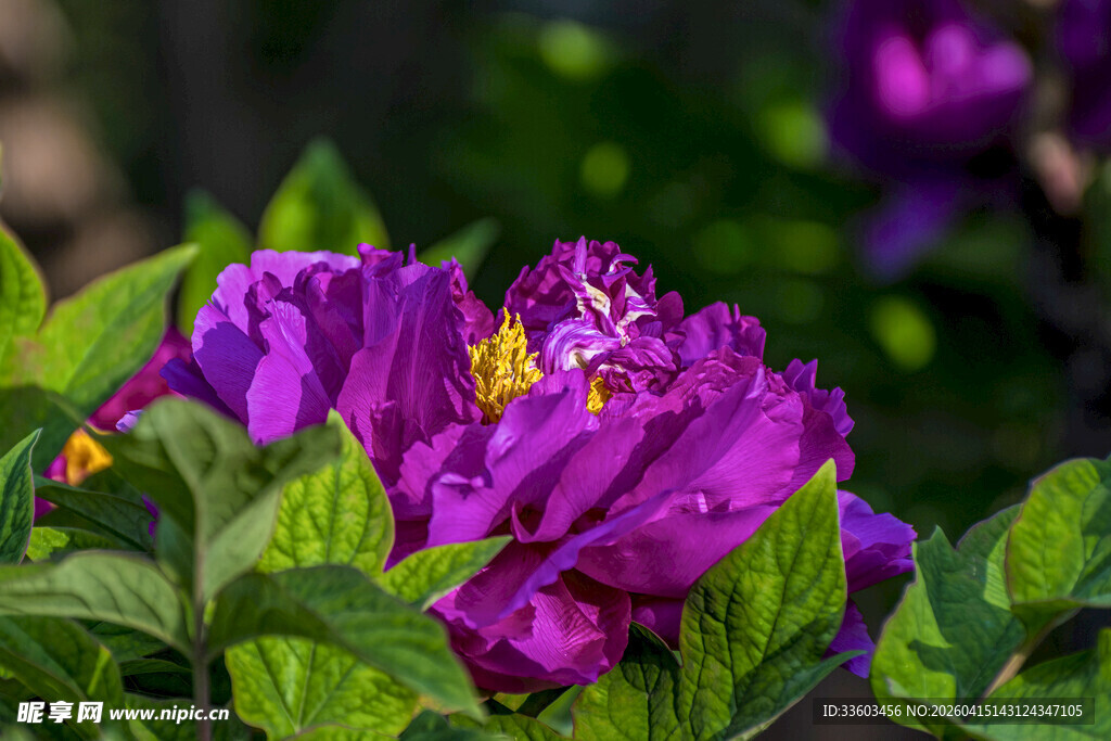 紫色牡丹绽放