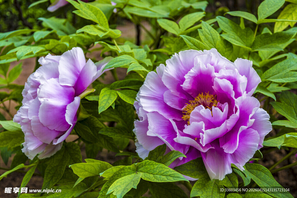 两朵娇艳盛开的紫色牡丹