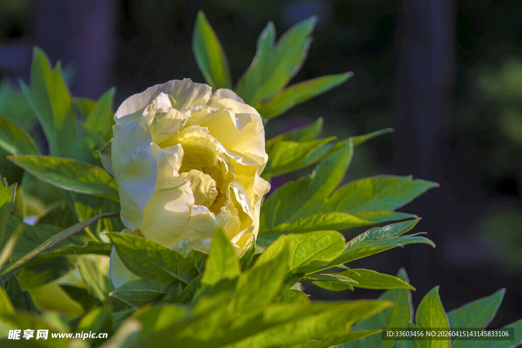 绽放的淡黄色牡丹花