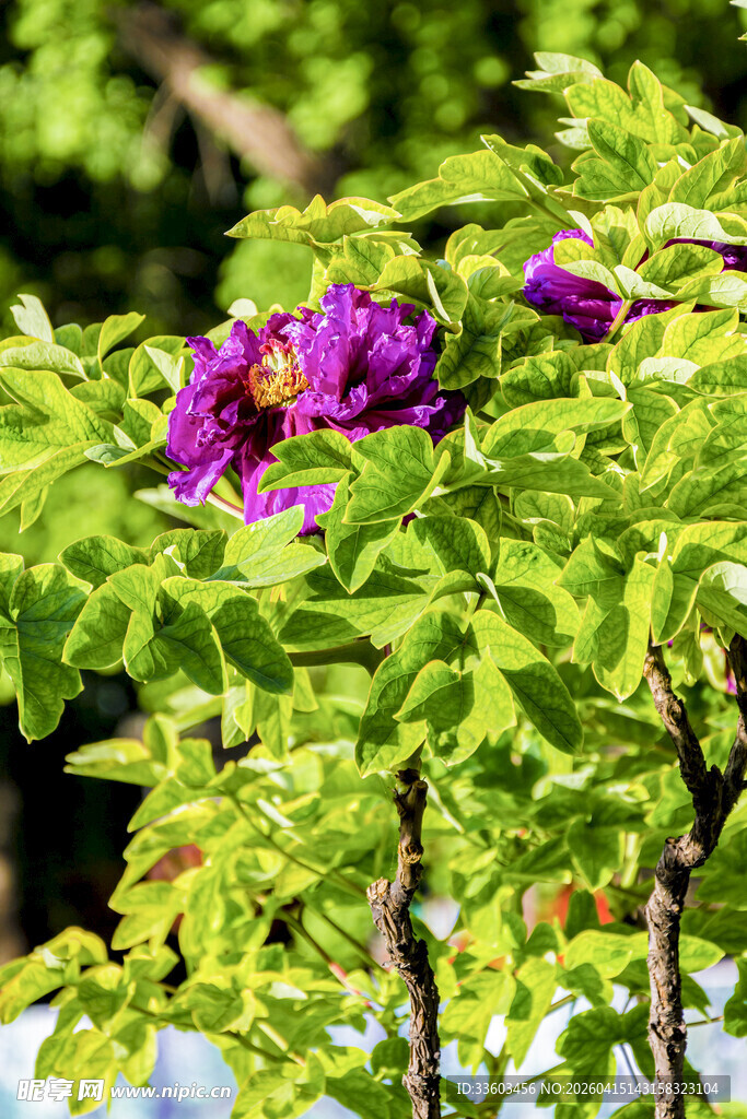 紫花绿叶间的自然景致