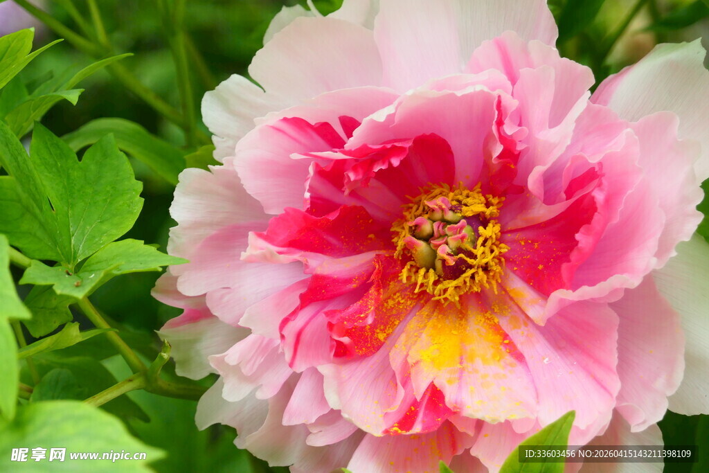 娇艳盛开的粉色牡丹花
