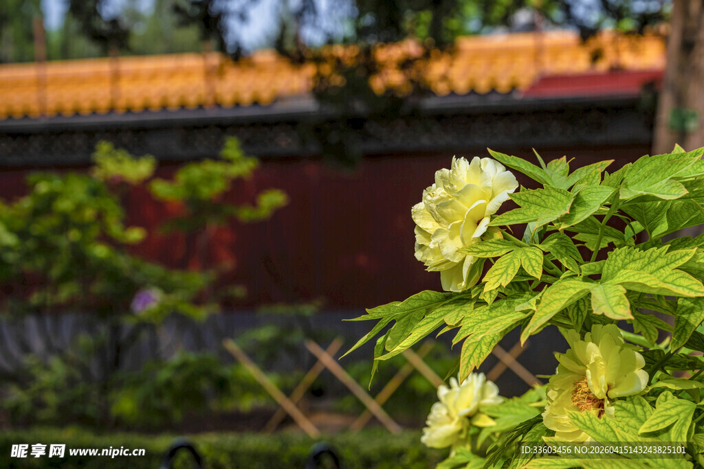 墙边翠绿绣球花