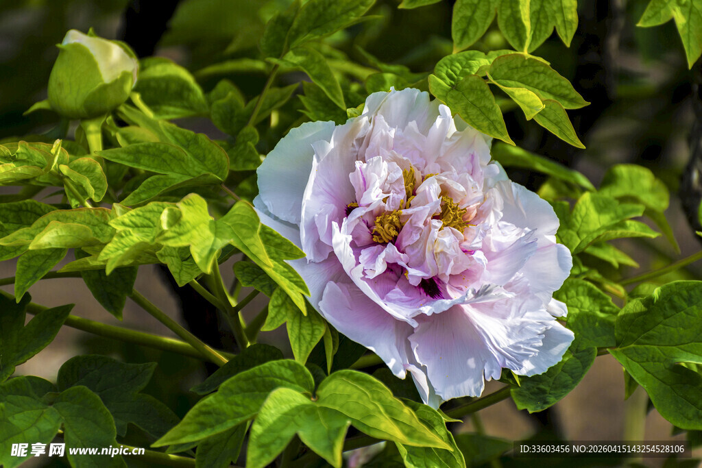娇艳绽放的粉紫色牡丹花