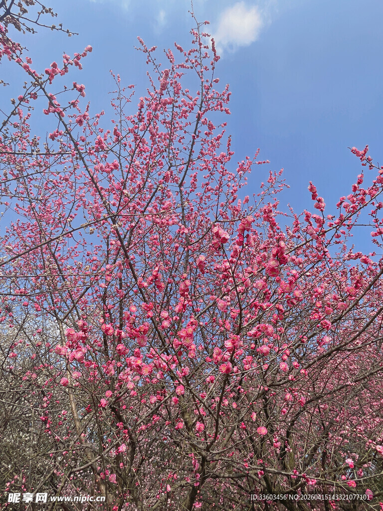 春日繁花盛开的绚烂桃树