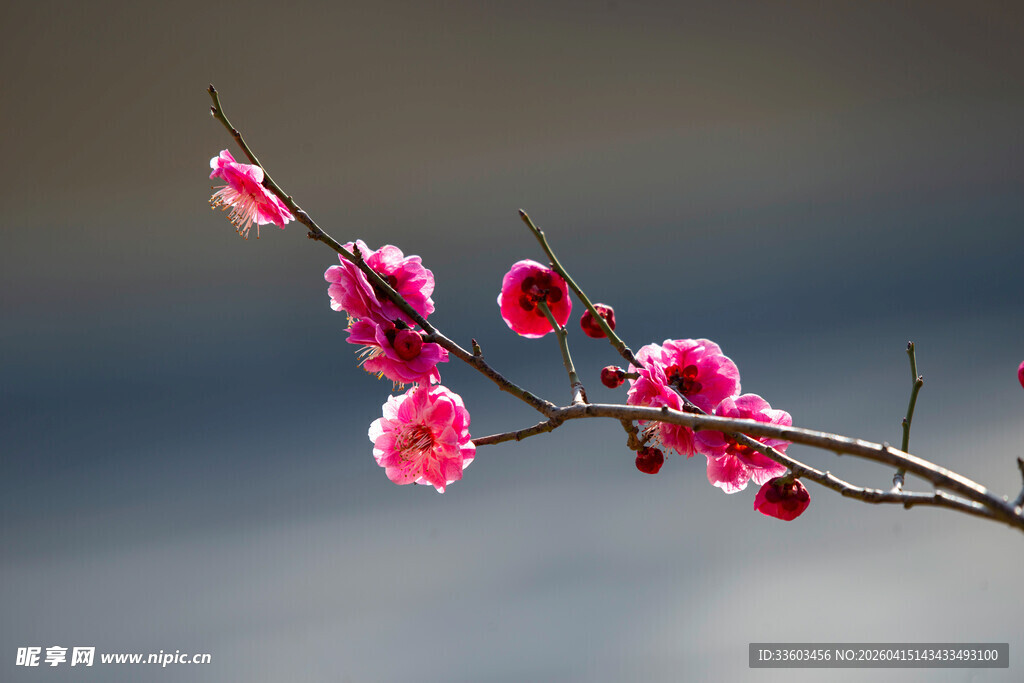 枝头绽放的娇艳红梅