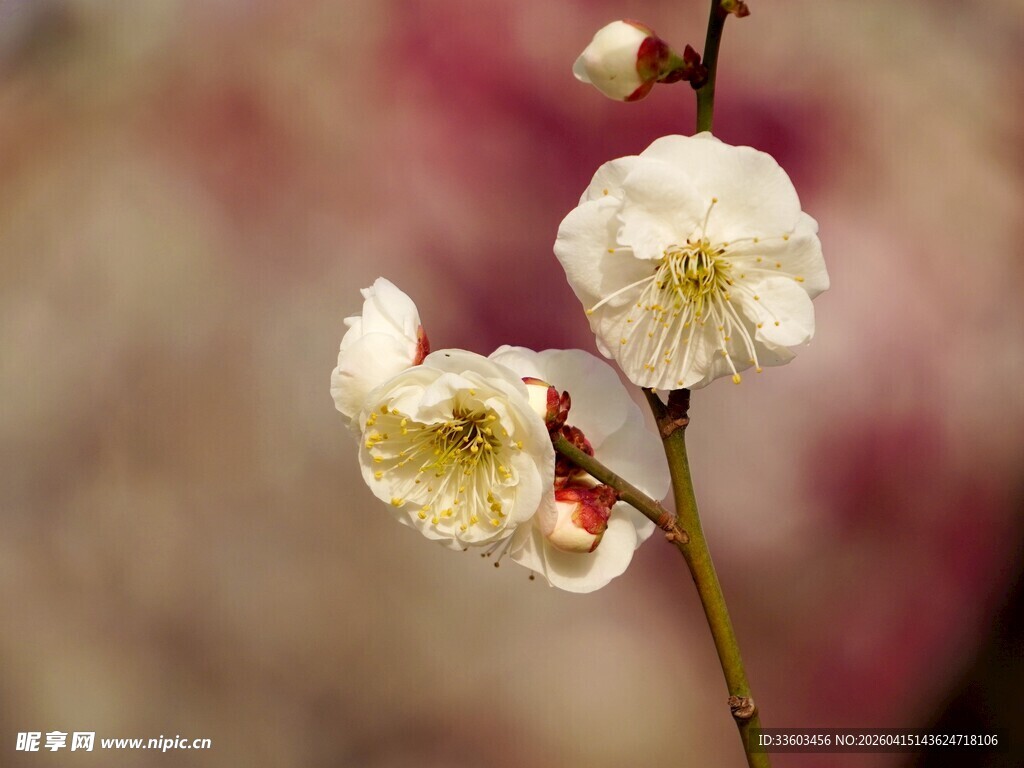 白梅绽放枝头