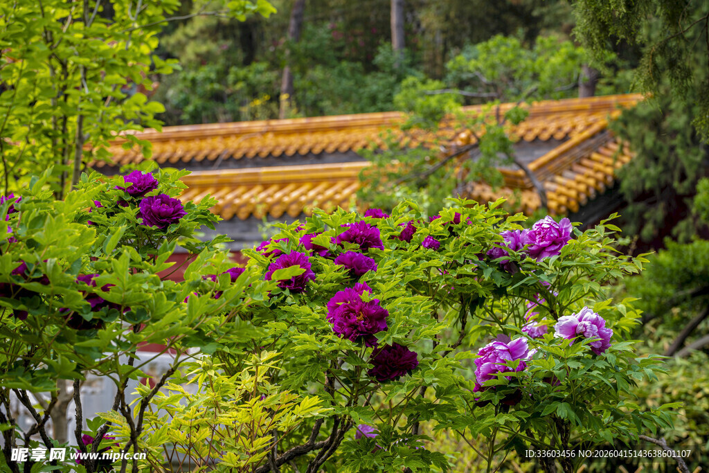 繁花簇拥下的中式古建筑