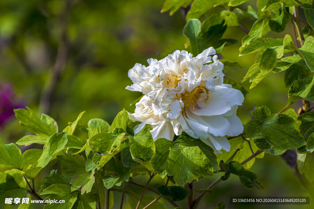白牡丹绽放于绿叶间