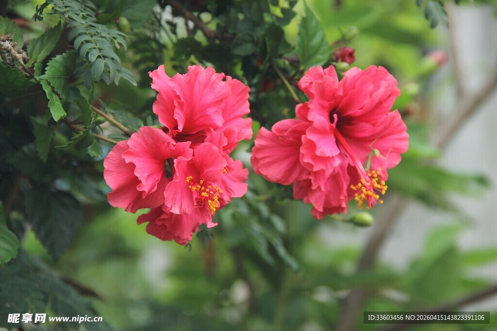 两朵娇艳的红色扶桑花