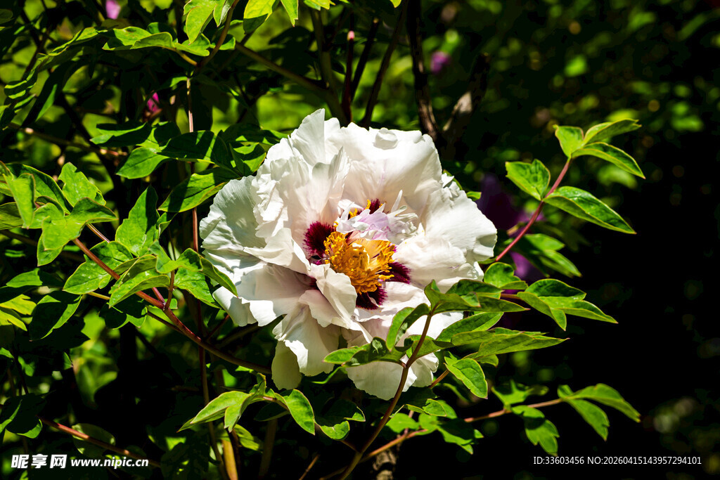 盛开的白色牡丹花
