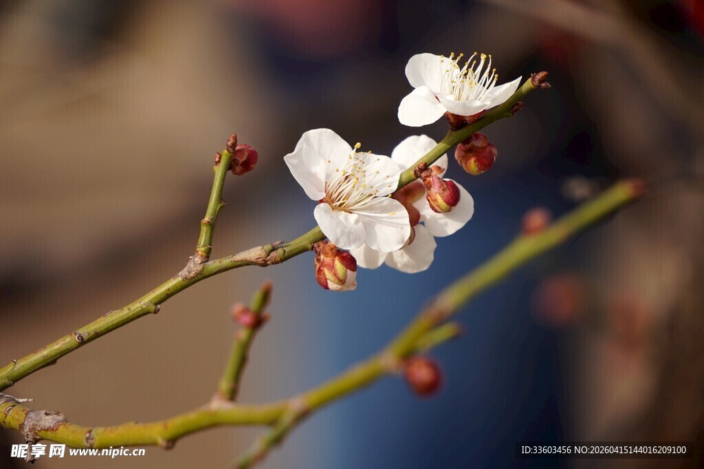 枝头绽放的美丽杏花