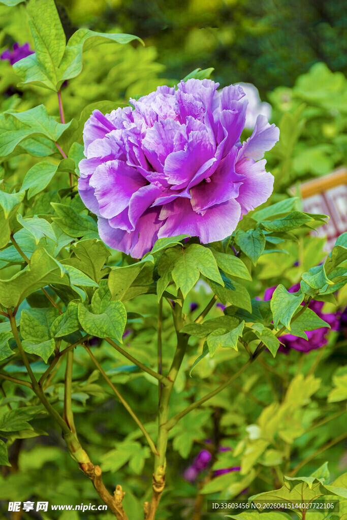 娇艳紫色牡丹花绽放