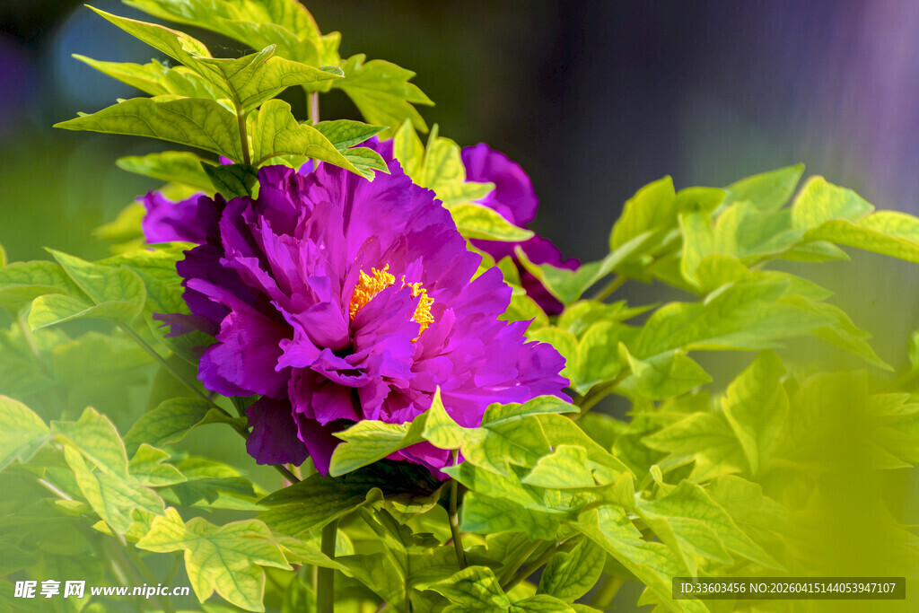 紫色绽放的娇艳花卉