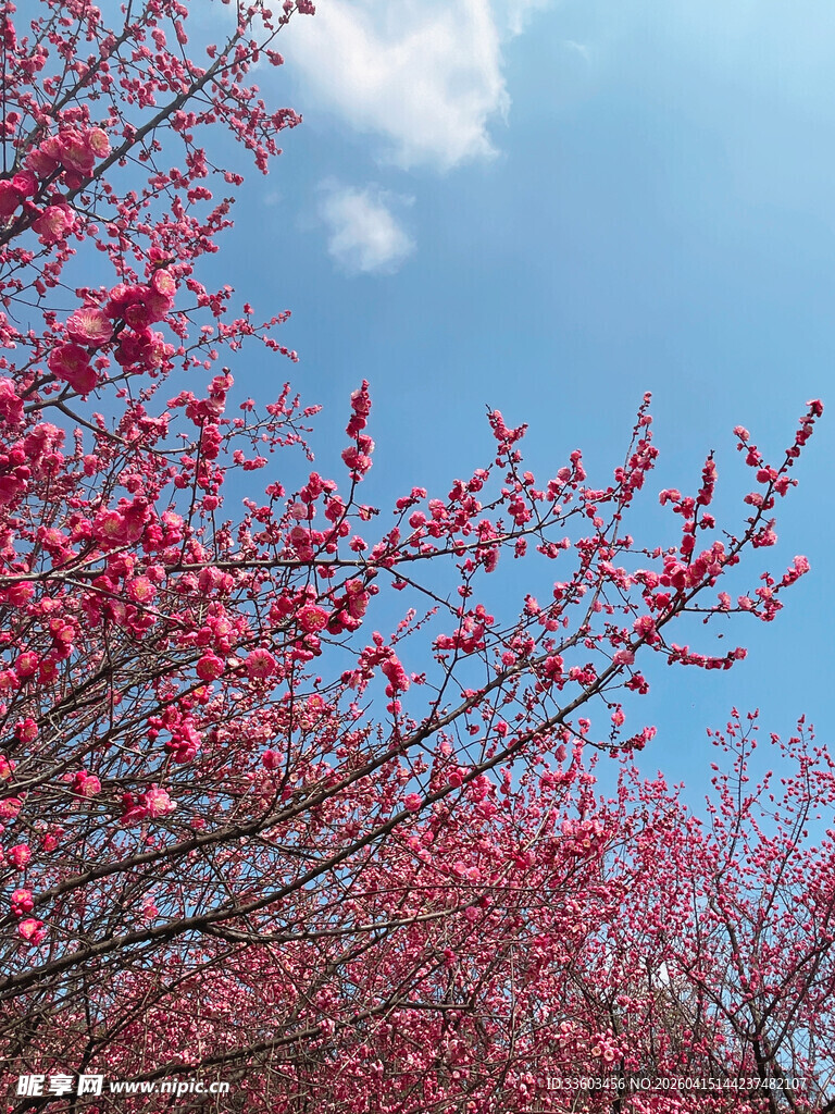 春日繁花绽放蓝天之下