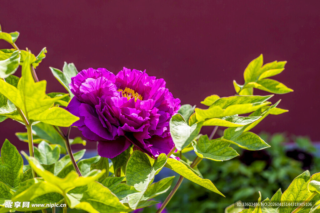 娇艳紫牡丹与翠绿叶片