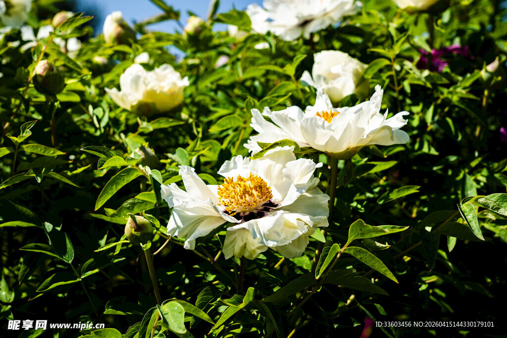 盛开的白色牡丹花
