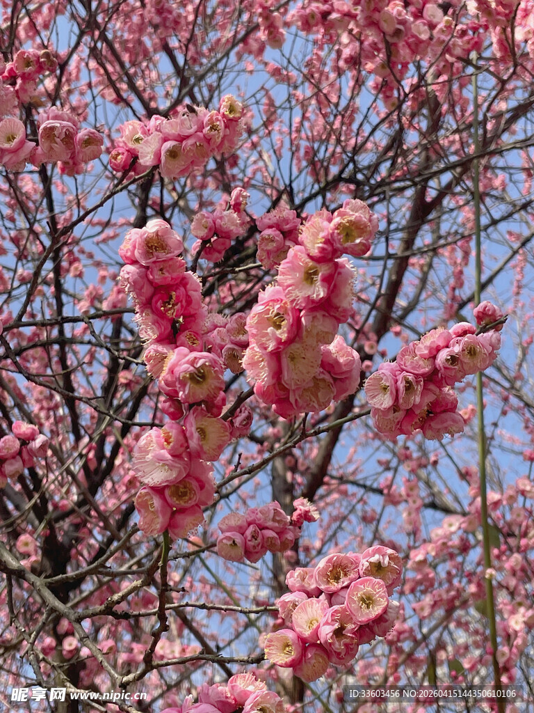 盛开的粉色繁花枝头