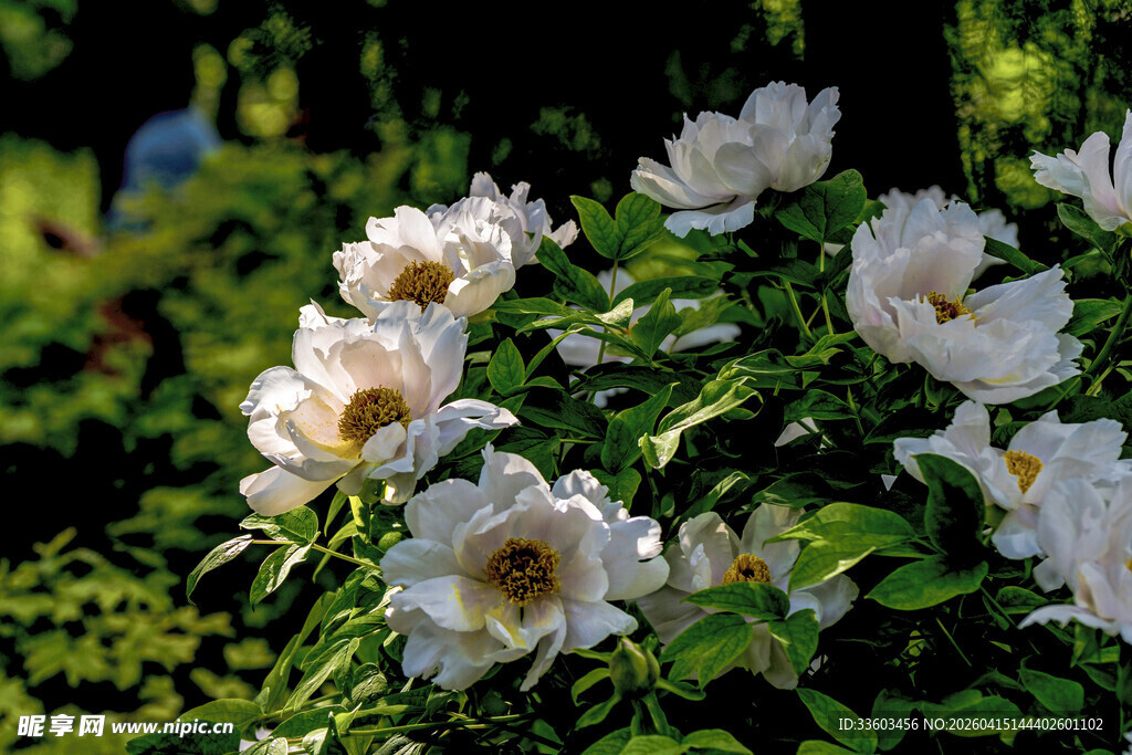 白色蔷薇绽放于绿植间