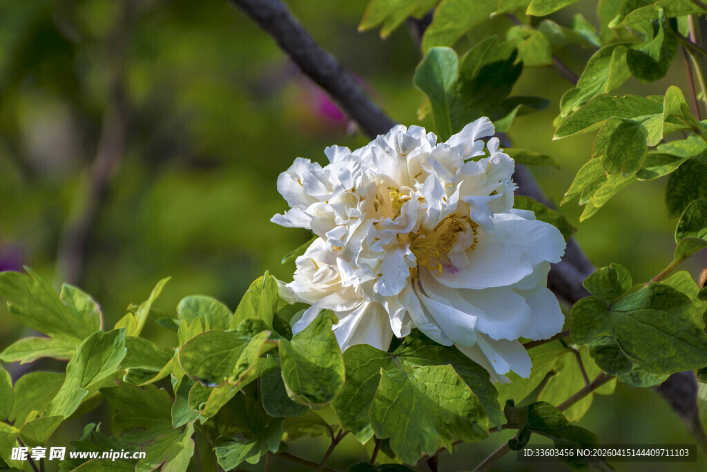 白色绽放的娇艳花朵