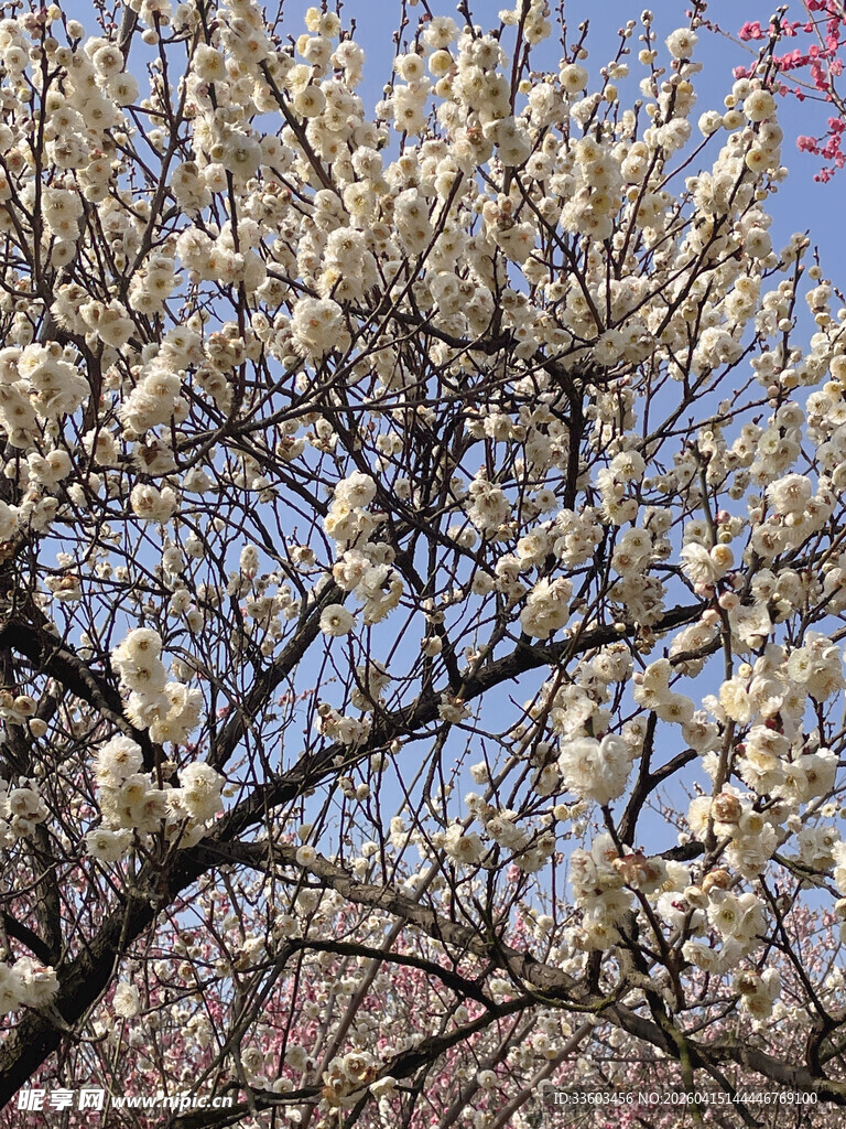 盛开的玉兰花树