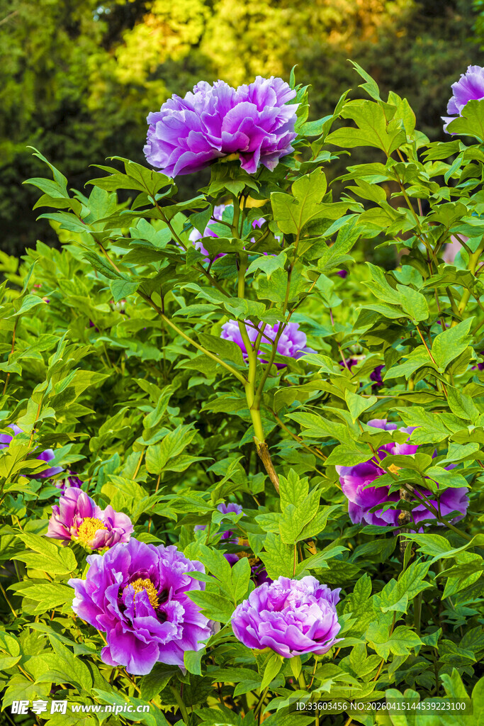 紫色花卉绽放于绿叶间