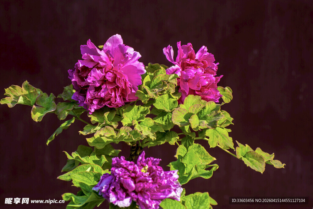 娇艳绽放的紫色牡丹花