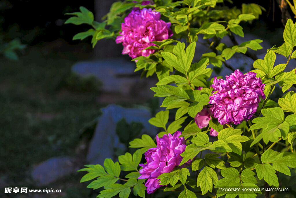 娇艳绽放的紫牡丹