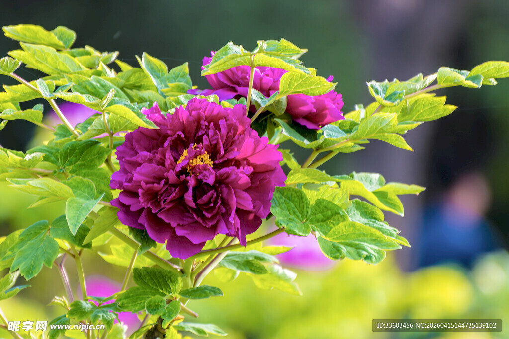 娇艳盛开的紫色牡丹花