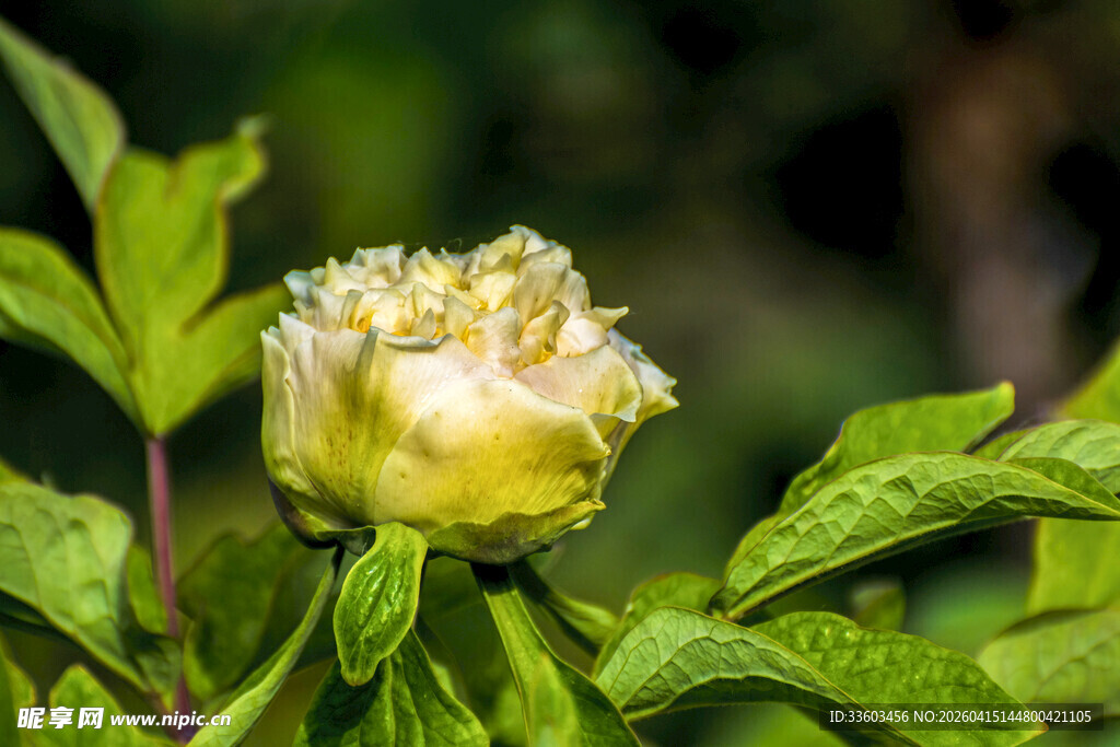 含苞待放的黄牡丹