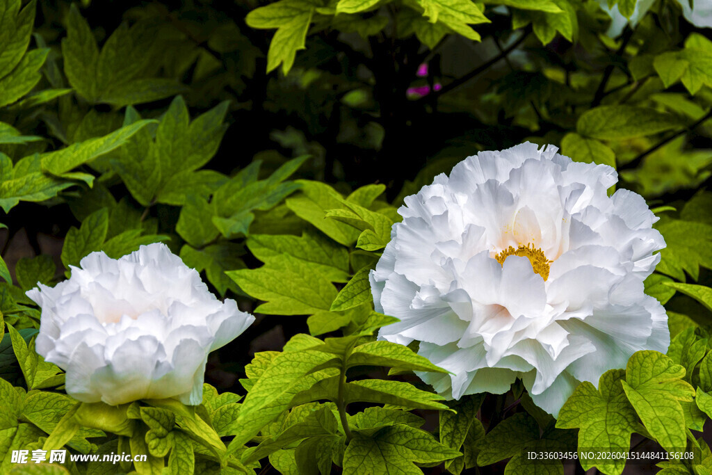 两朵洁白盛开的牡丹花