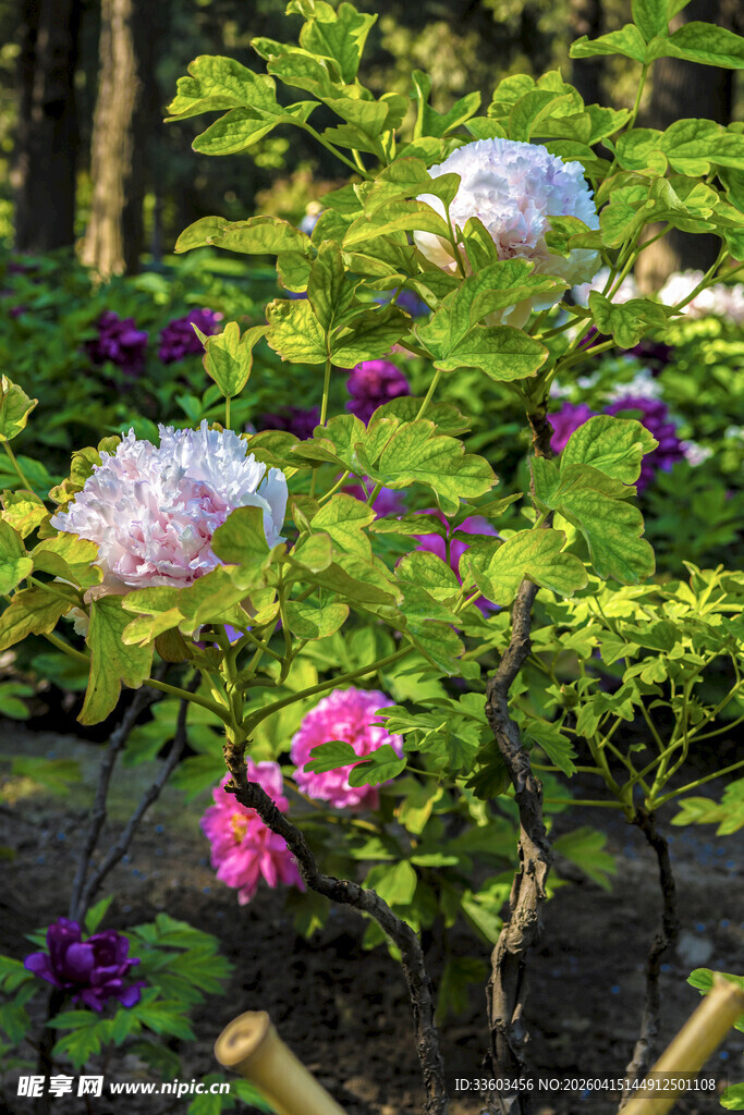 多彩花卉绽放于绿意间