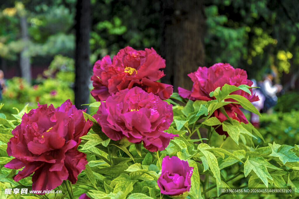 娇艳盛开的红牡丹