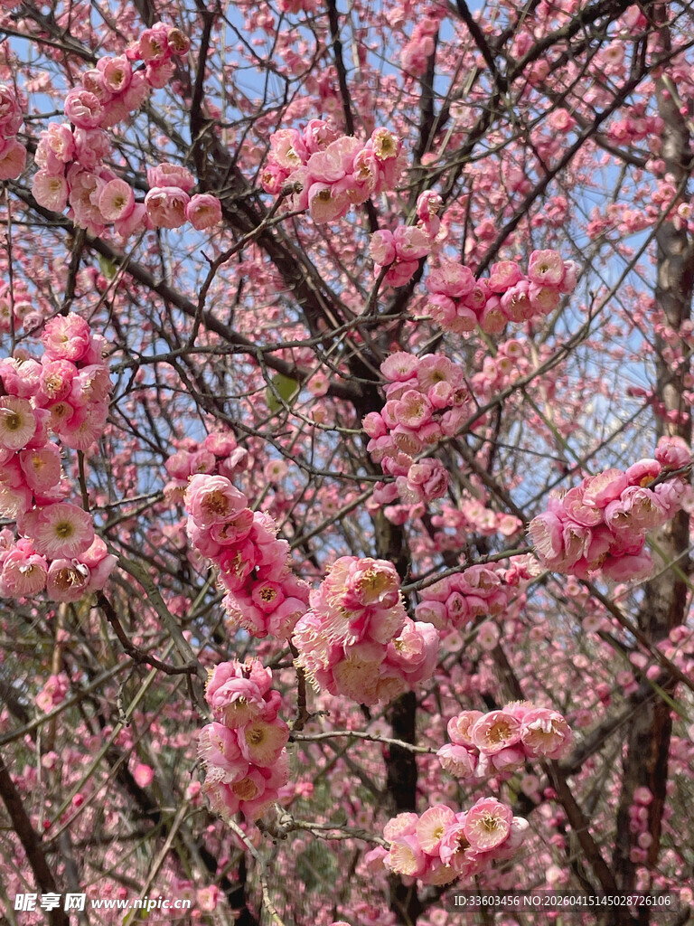 枝头绽放的粉嫩樱花