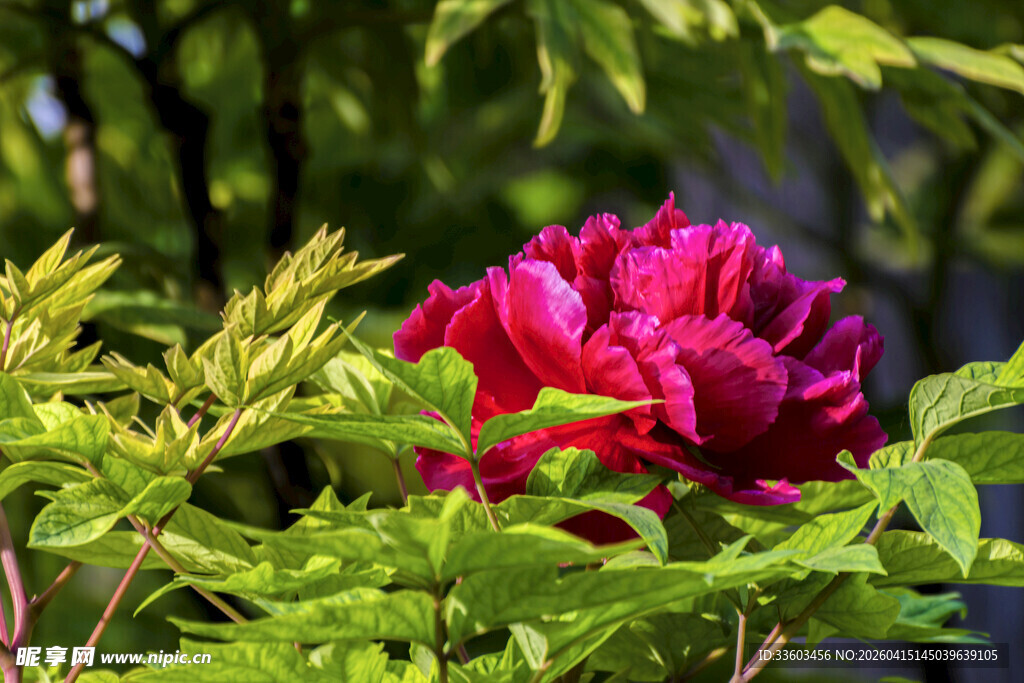 娇艳盛开的红牡丹