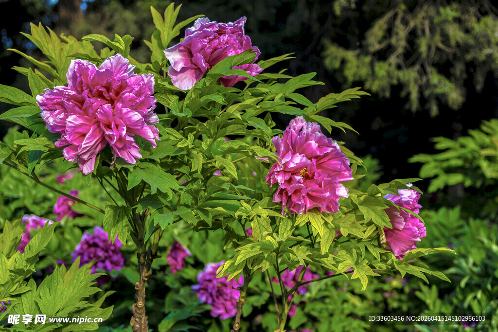 娇艳绽放的粉色花卉